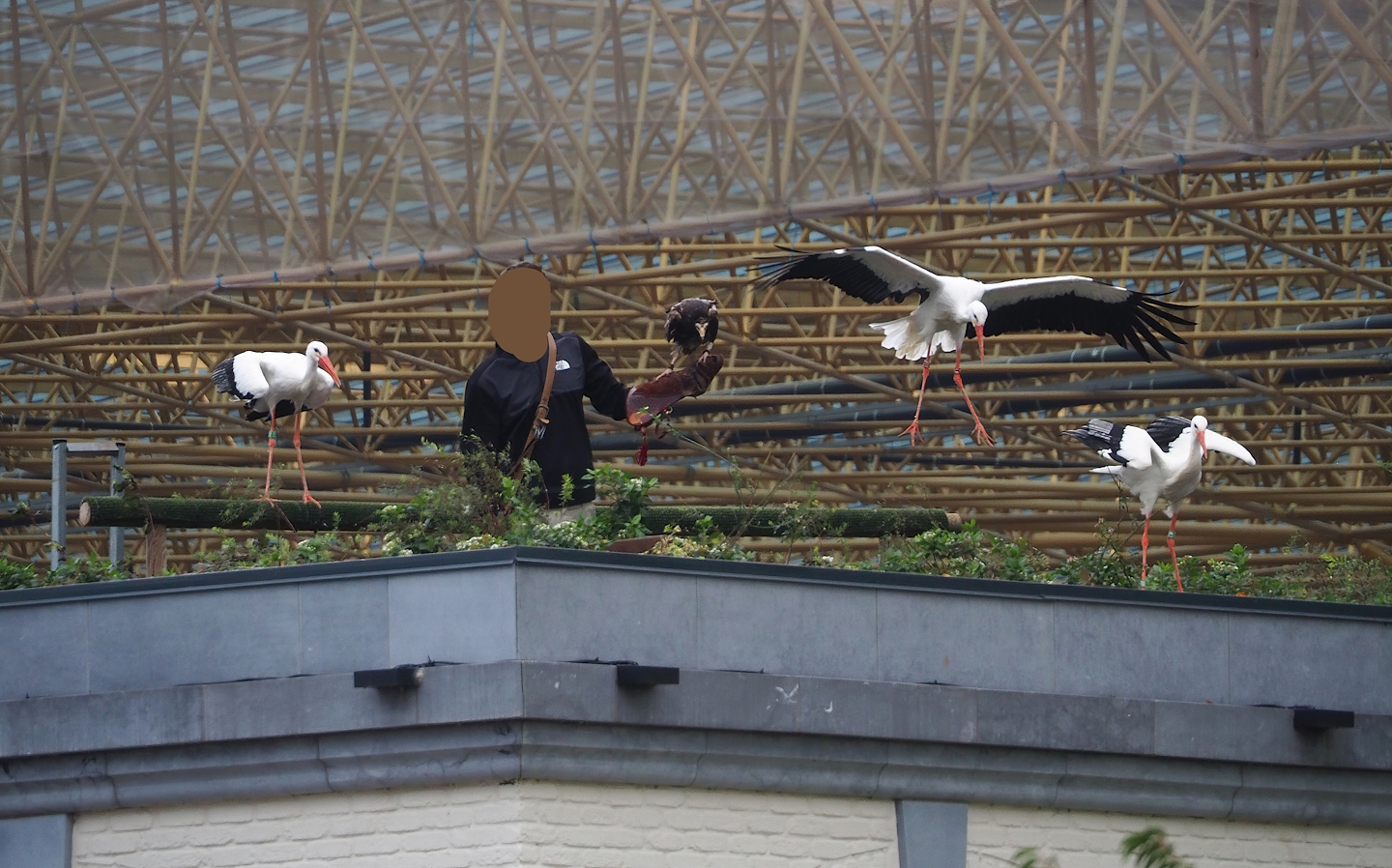 Trained birds flying - European white stork, Egyptian vulture, 2023-10-13