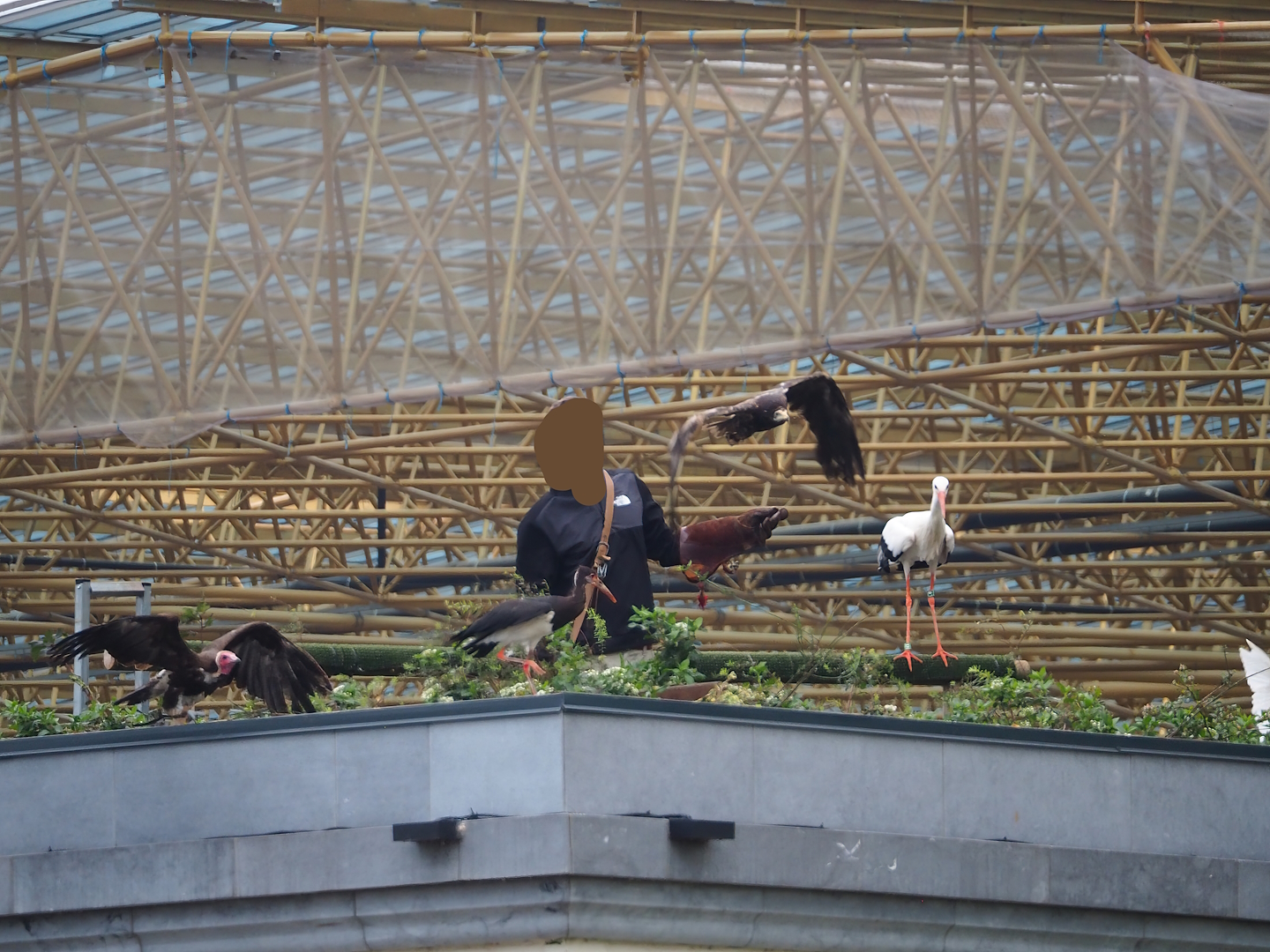 Trained birds flying - European white stork, Egyptian vulture, Hooded vulture, 2023-10-13