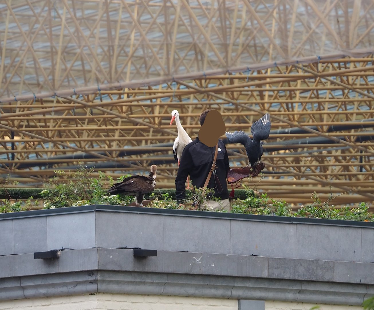 Trained birds flying - European white stork, Hooded vulture, American black vulture, 2023-10-13