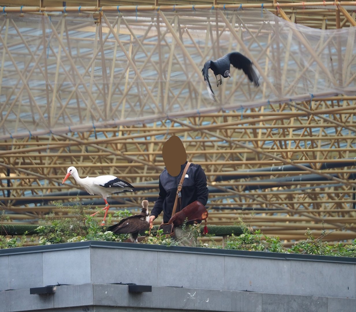 Trained birds flying - European white stork, Hooded vulture, American black vulture, 2023-10-13