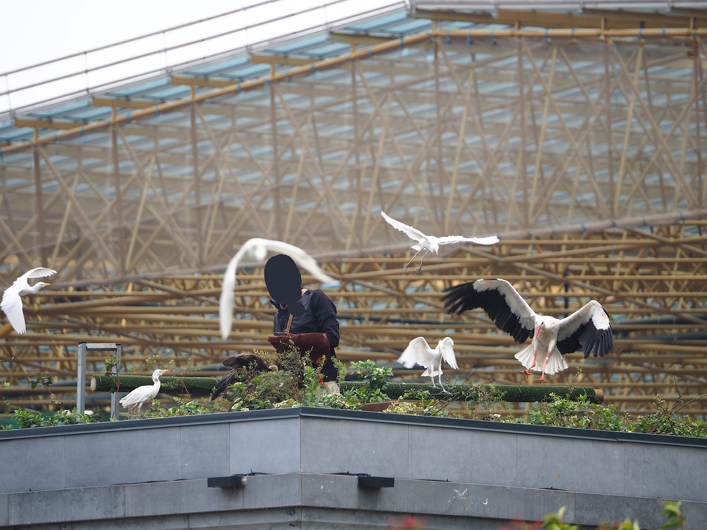 Trained birds flying - European white stork, Hooded vulture, Western cattle egret, 2023-10-13