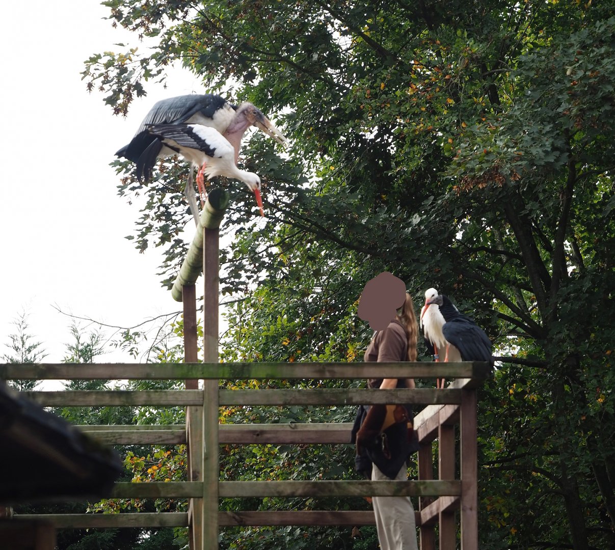 Trained birds flying - European white stork, Marabou, American black vulture, 2023-10-13