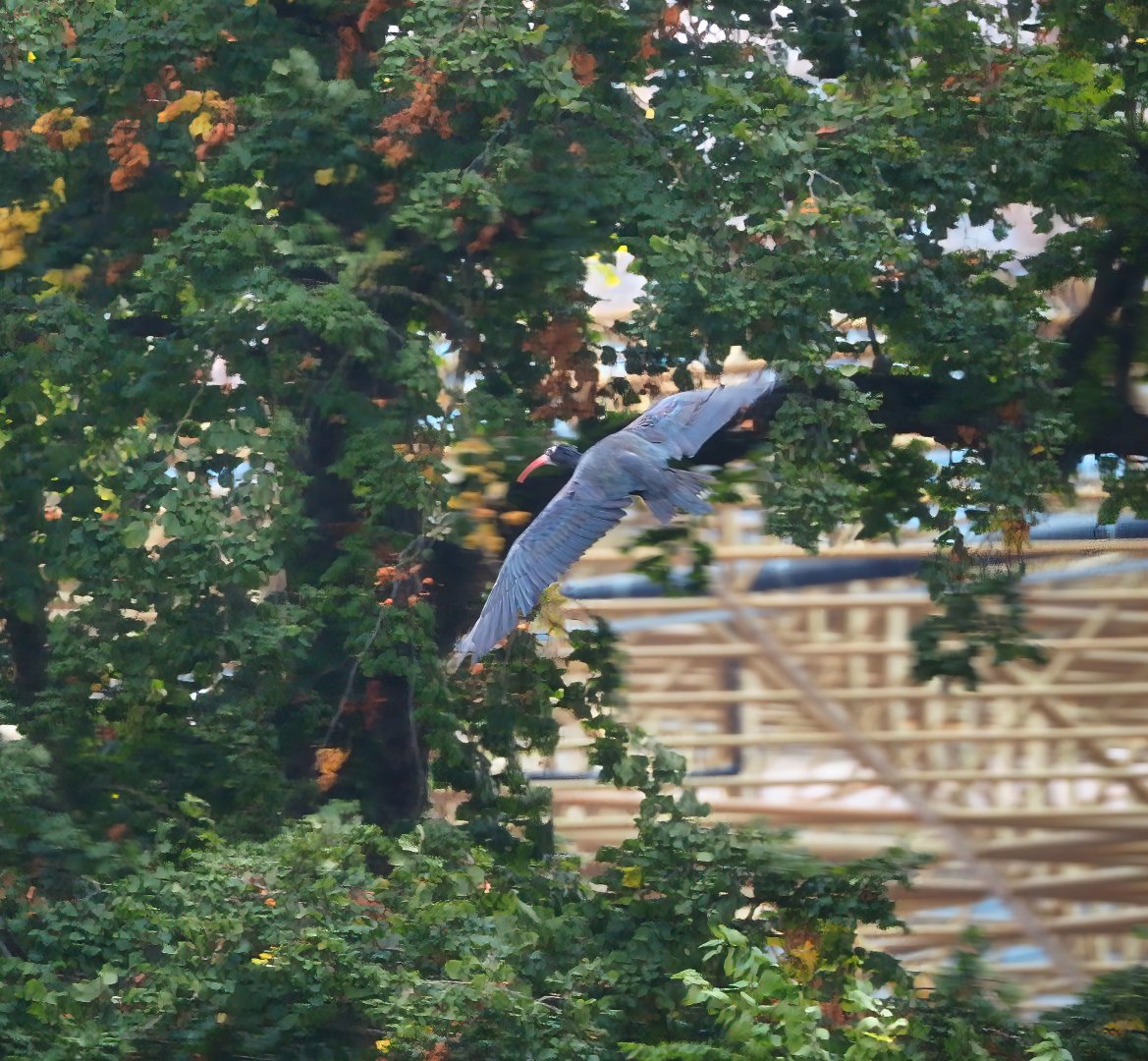 Trained birds flying - Waldrapp, 2023-10-13