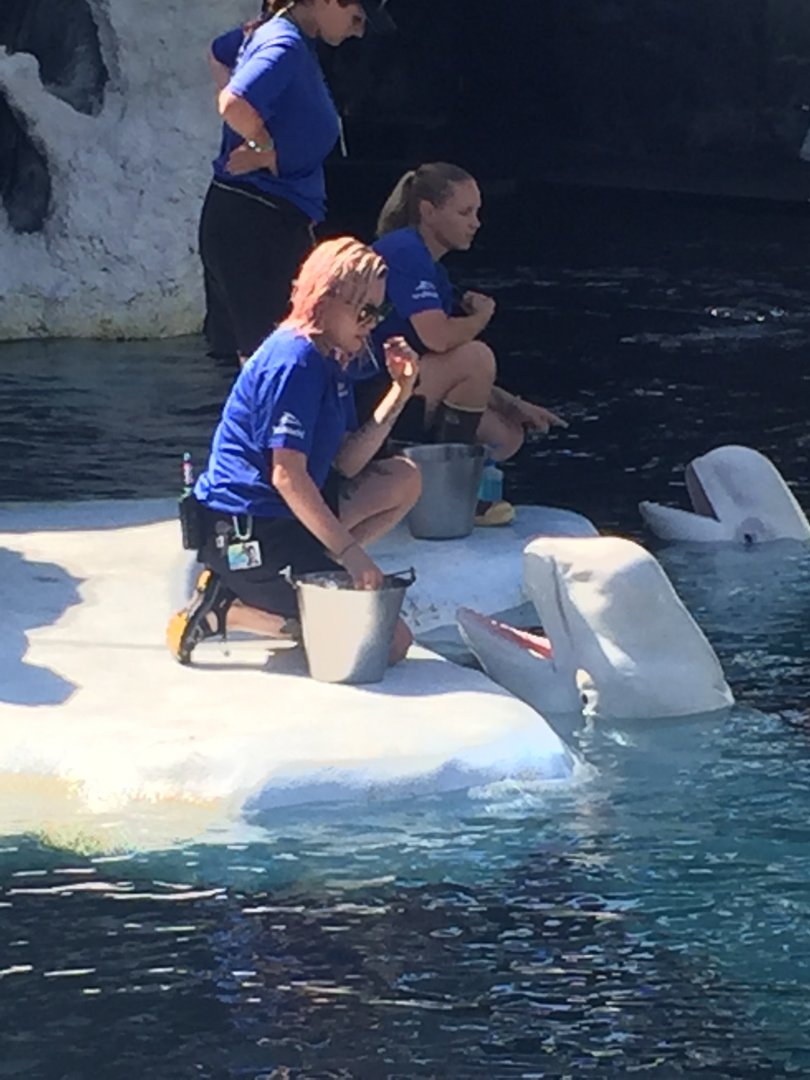 Trainer and Beluga 2019