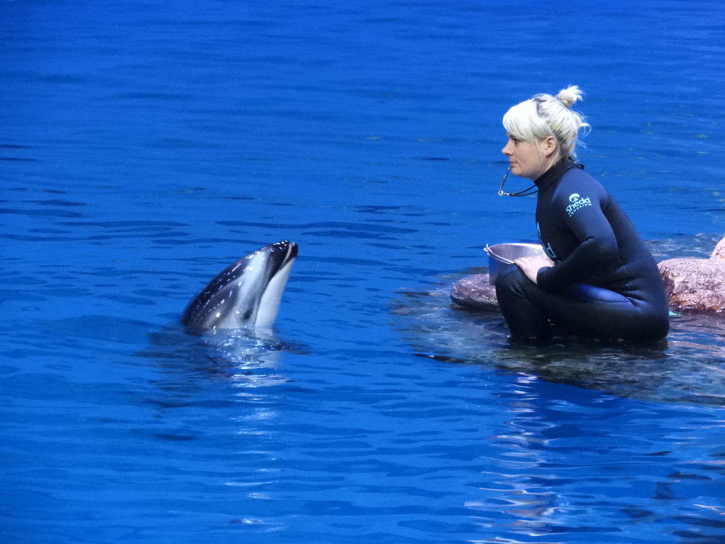 Trainer with Pacific White-Sided Dolphin (Lagenorhynchus obliquidens)