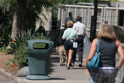 Trainers walking cheetah