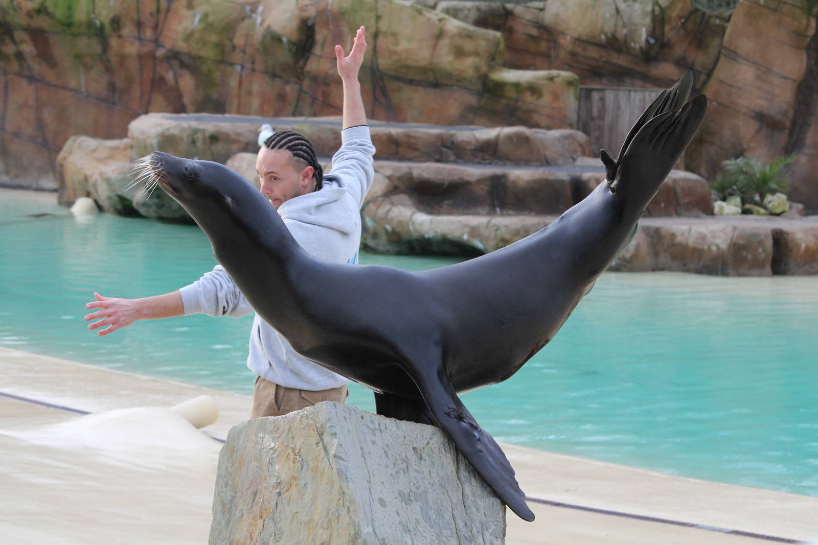 Training a Sea lion 13-12-14