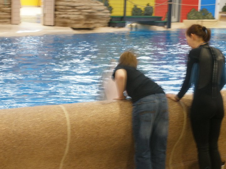 Training Dolphin at Brookfield Zoo