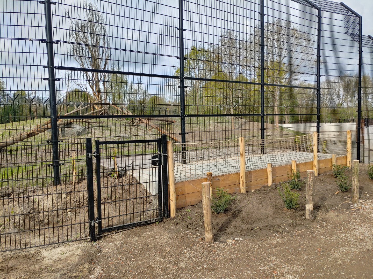 Training fence for the tiger presentation