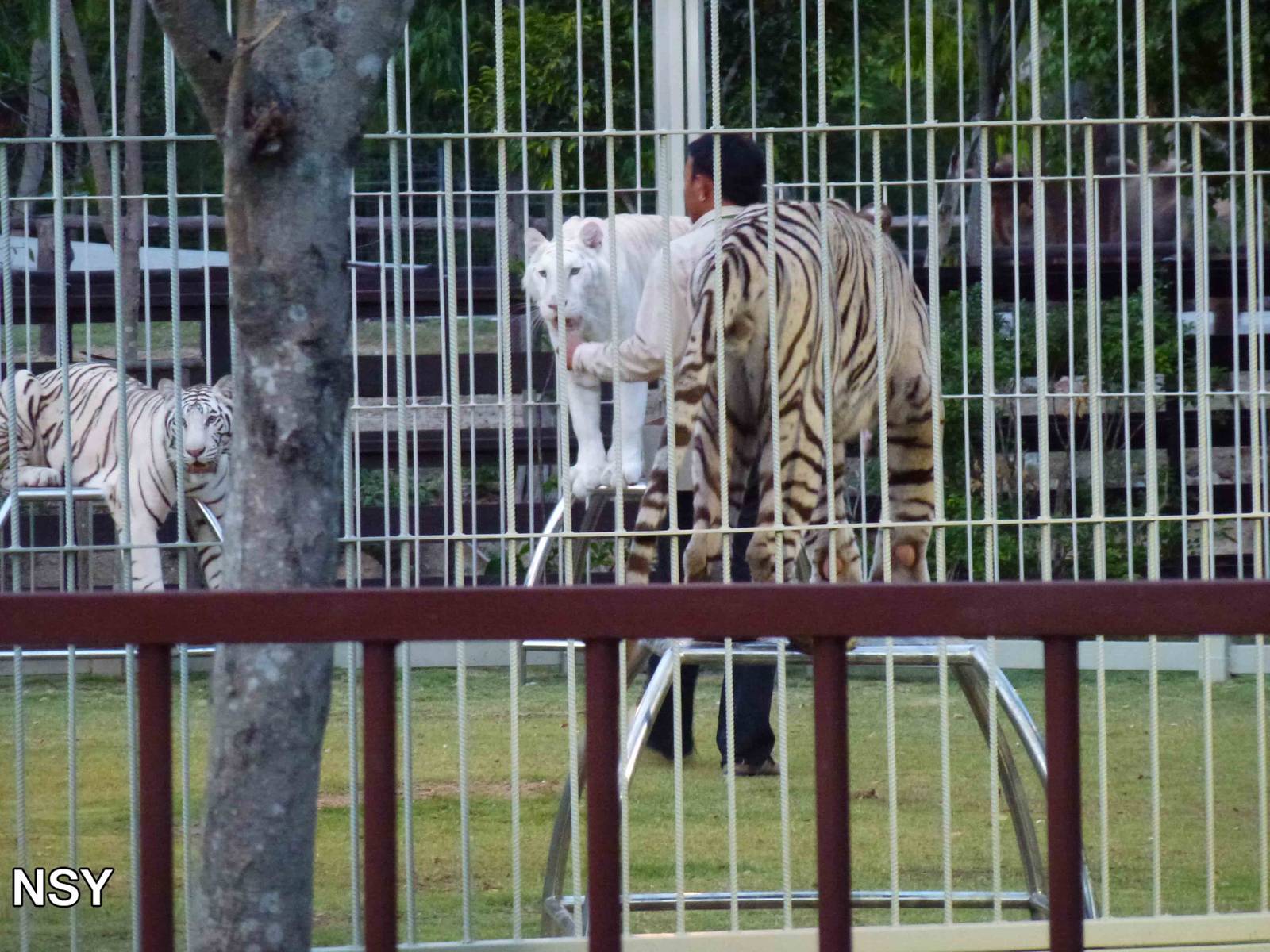 Training for new tiger area, June 2013.