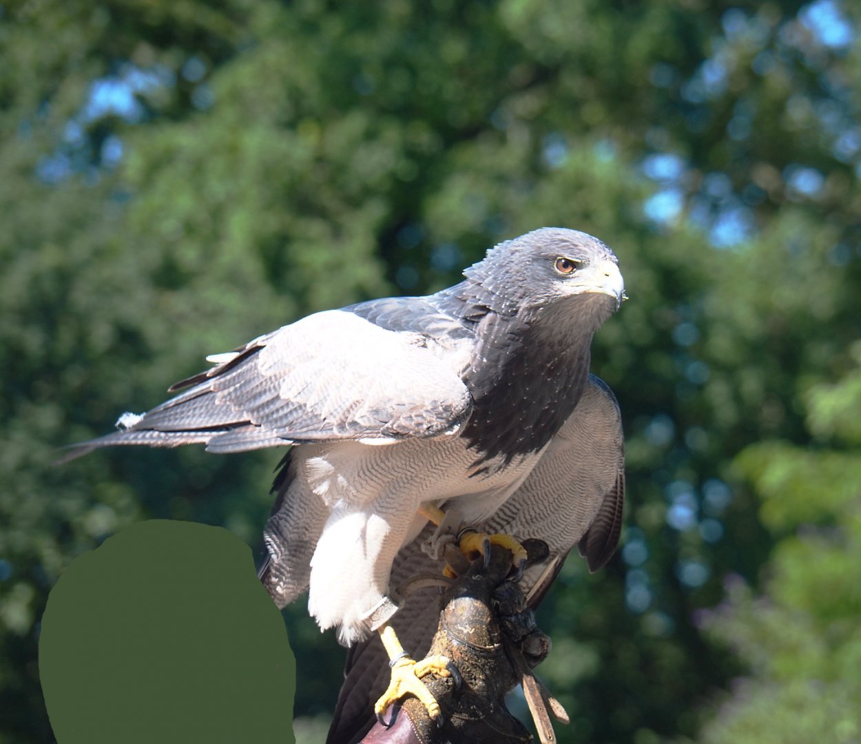 Training of a Black-chested buzzard-eagle (Geranoaetus melanoleucus), 2022-06-28