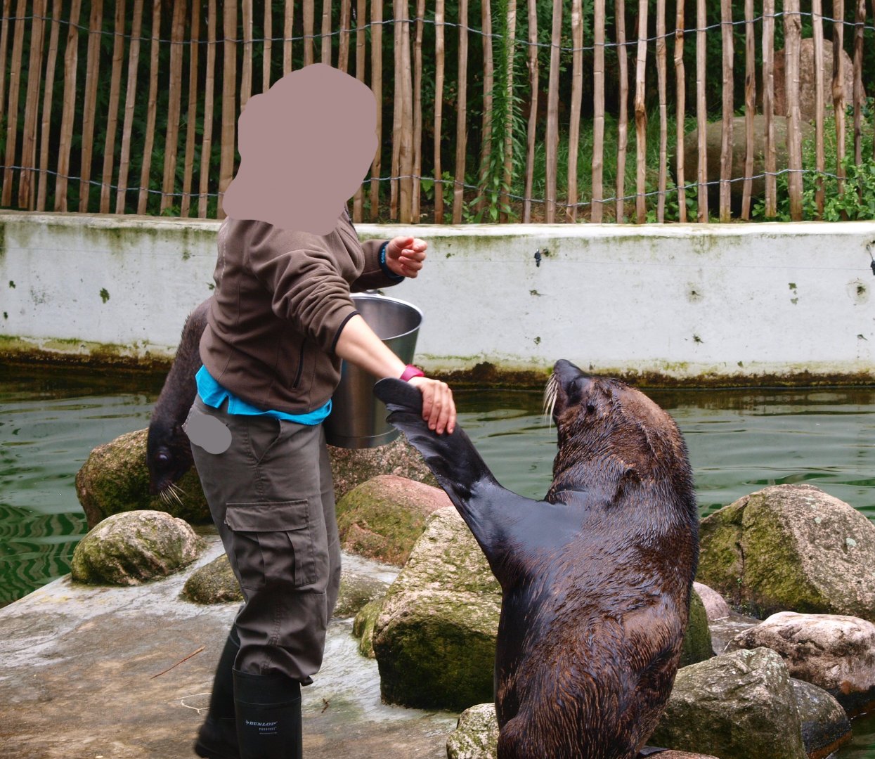 Training of South American fur seal (Arctocephalus australis), 2015-07-19