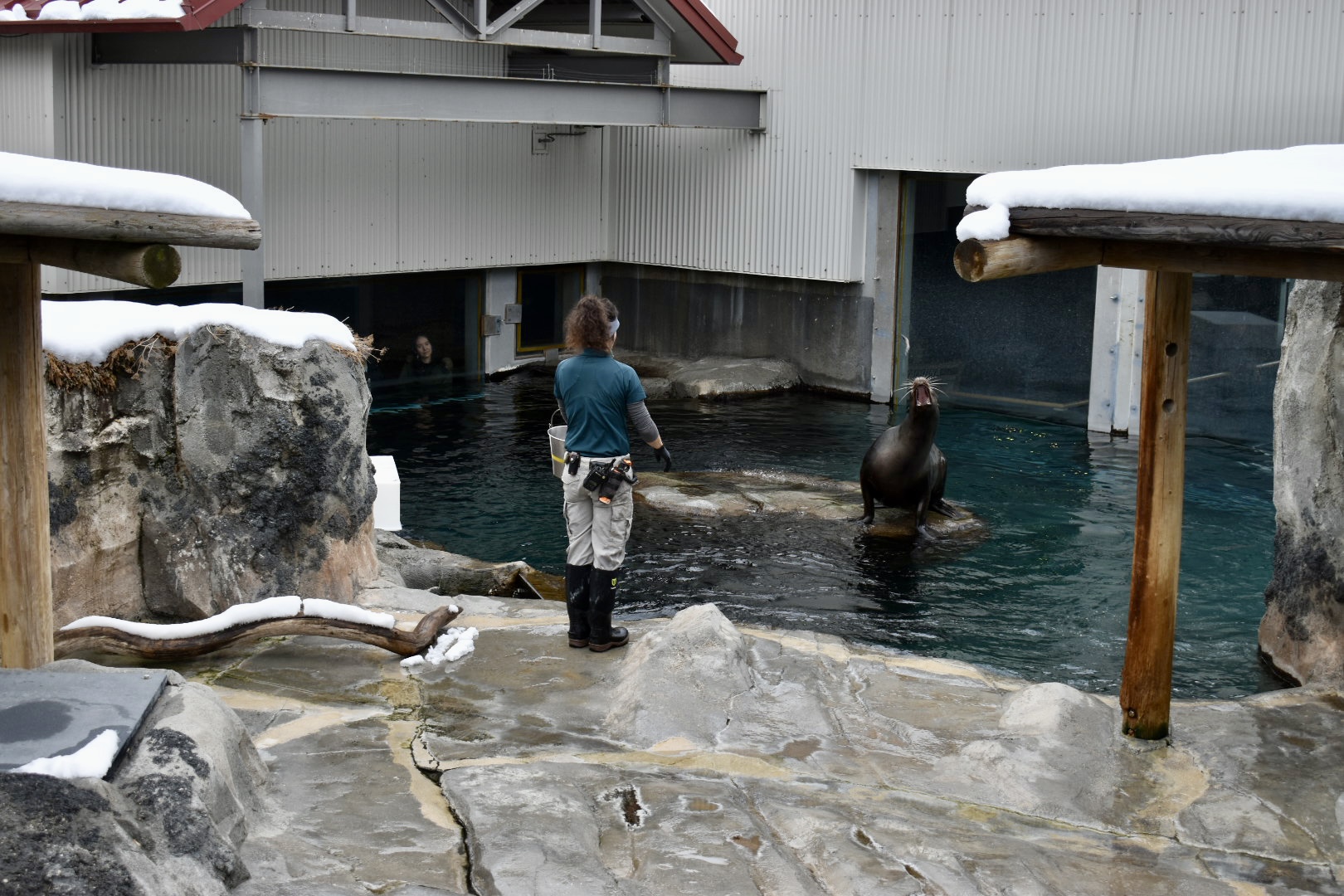 Training - Seal and Sea Lion Habitat - Rocky Shores