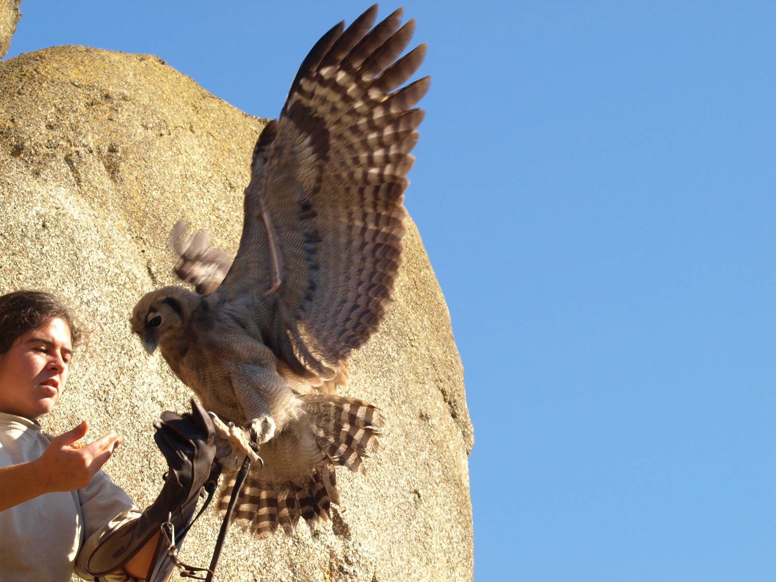 Training the owl (Bubo lacteus)
