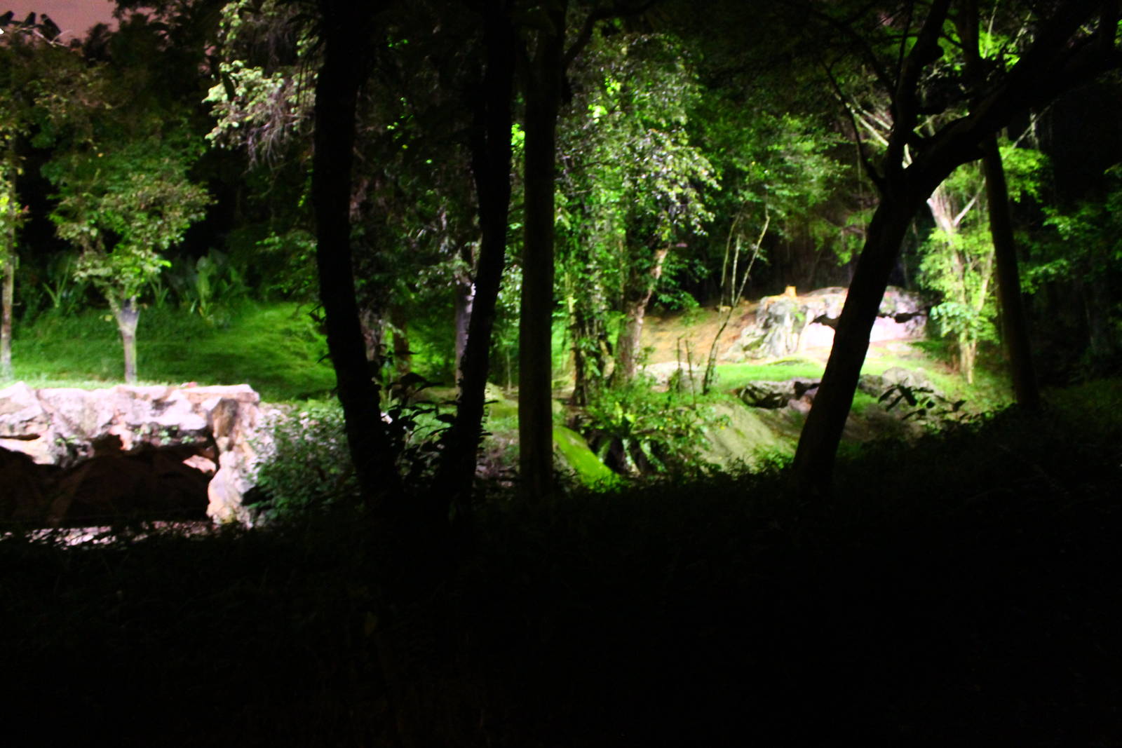 Tram Ride - Asian Lion exhibit