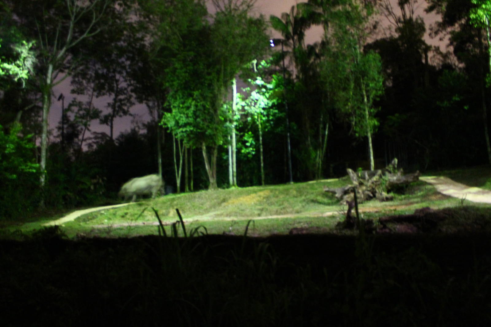 Tram Ride - Indian Rhino exhibit