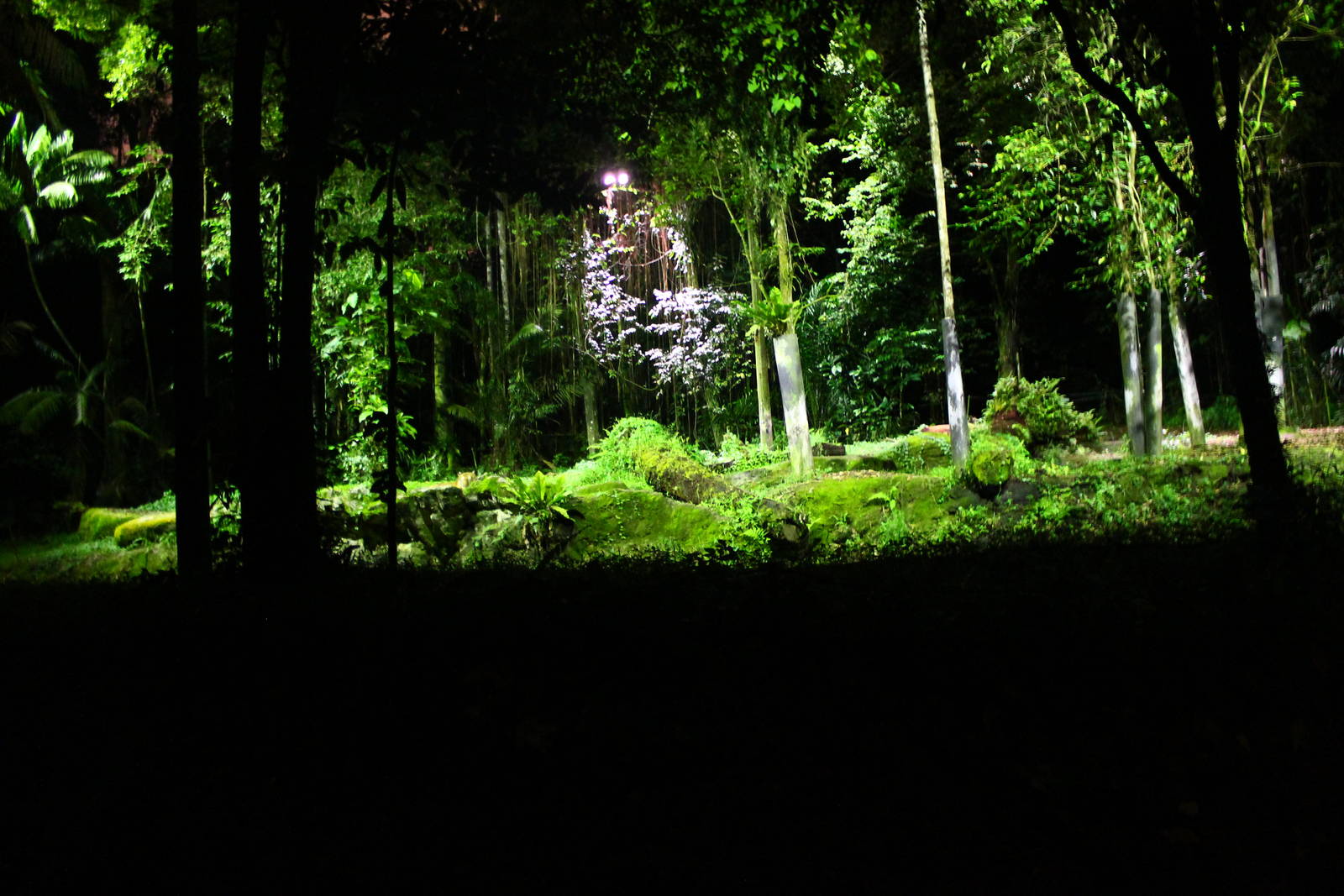 Tram Ride - Malayan Tiger exhibit