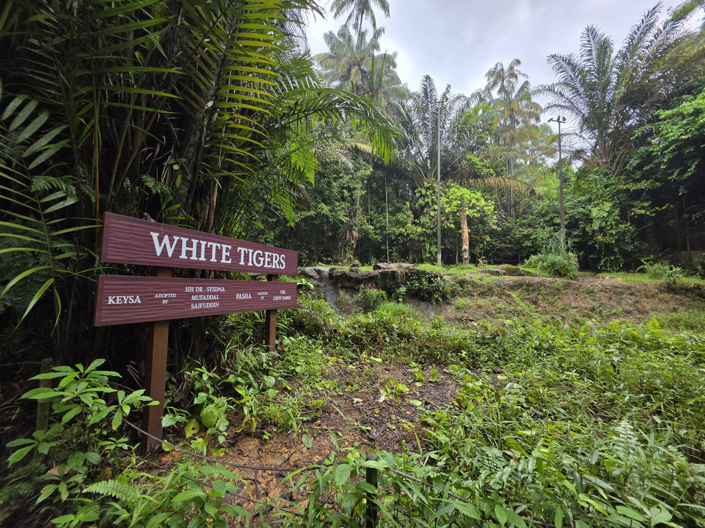 Tram route- White Tiger exhibit
