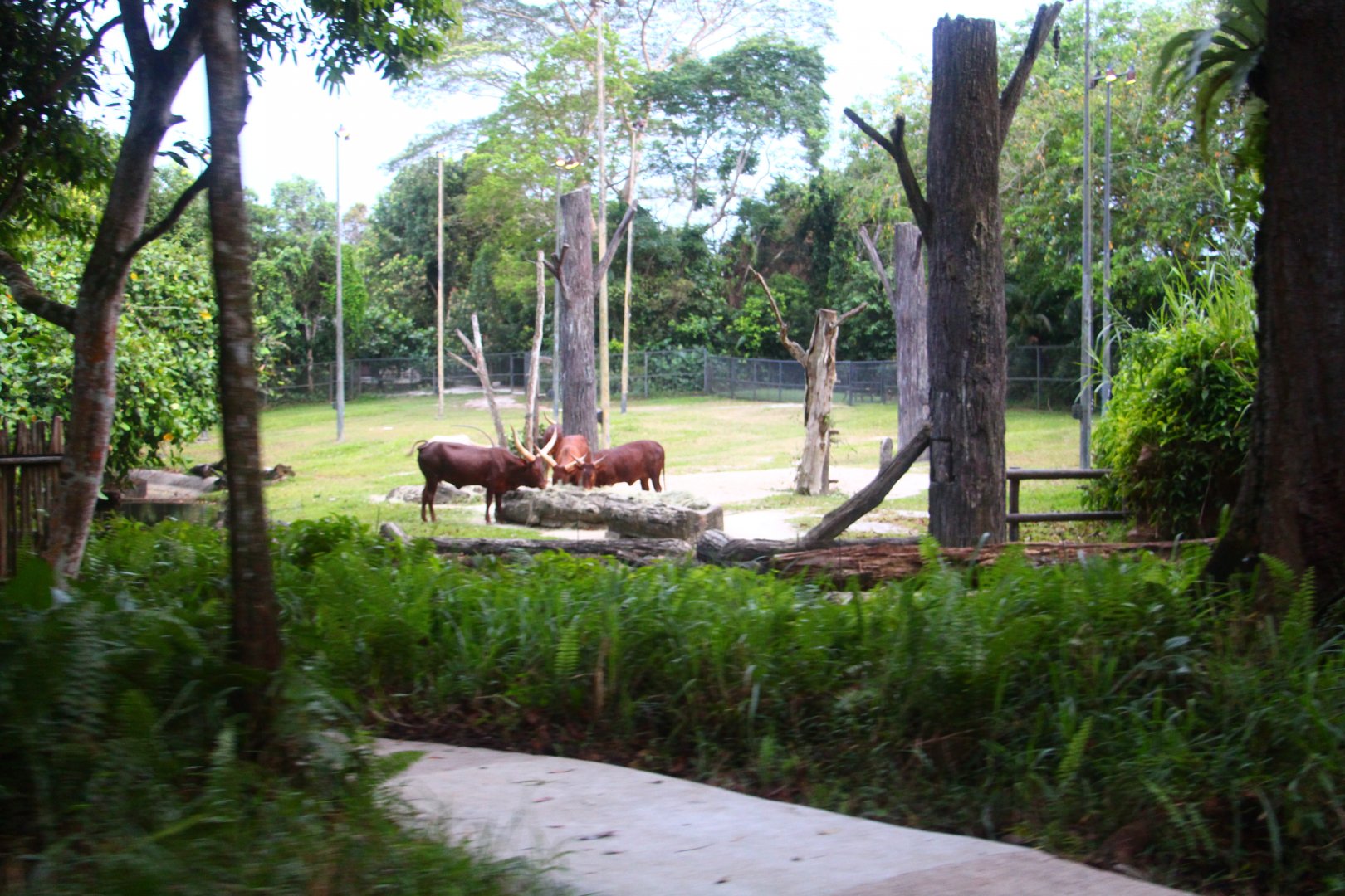 Tram Safari - Ankole Cattle