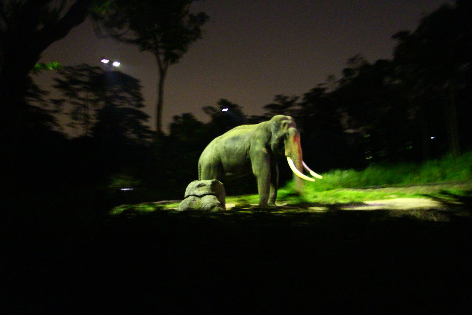 Tram Safari - Asian Elephant