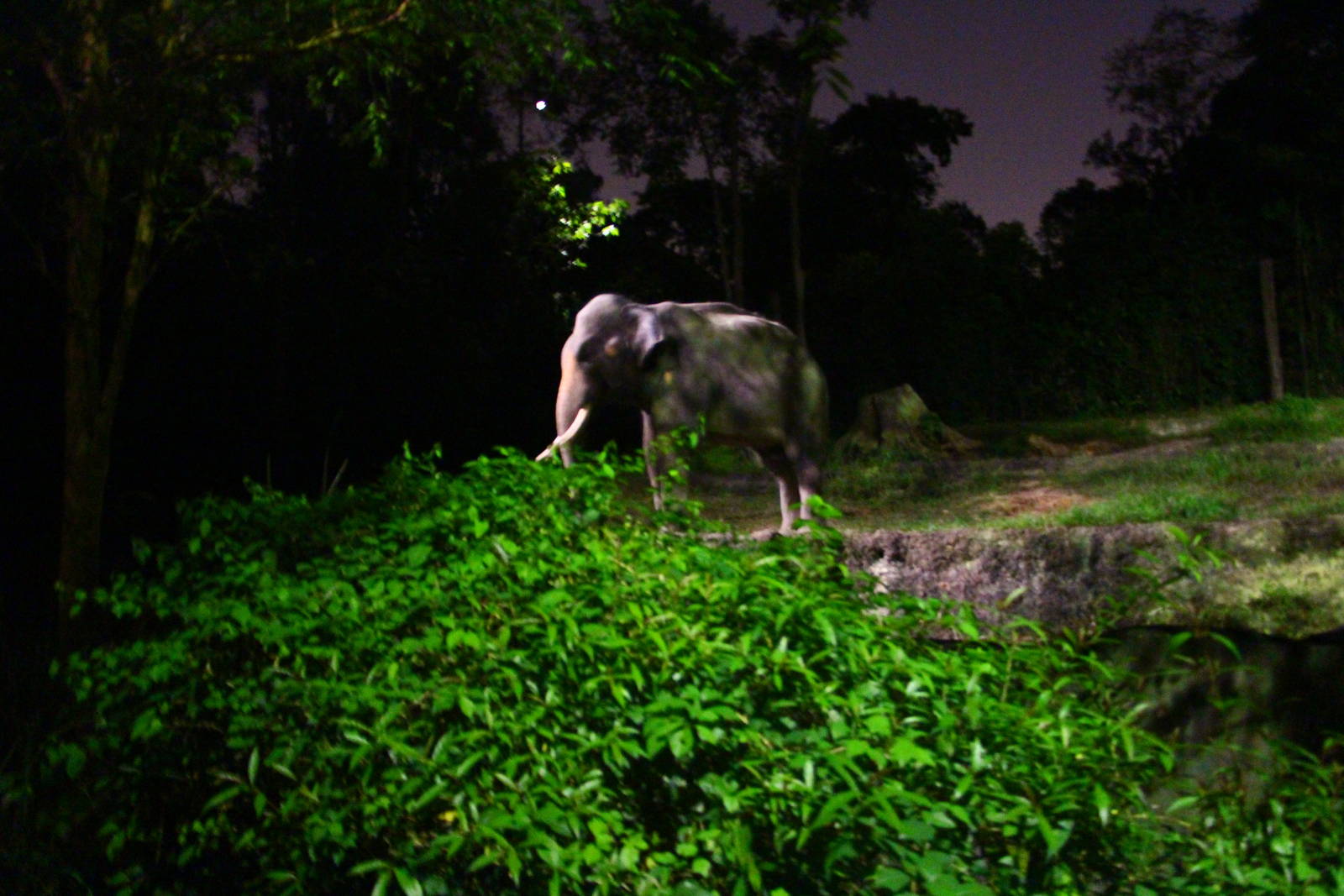 Tram Safari - Asian Elephant