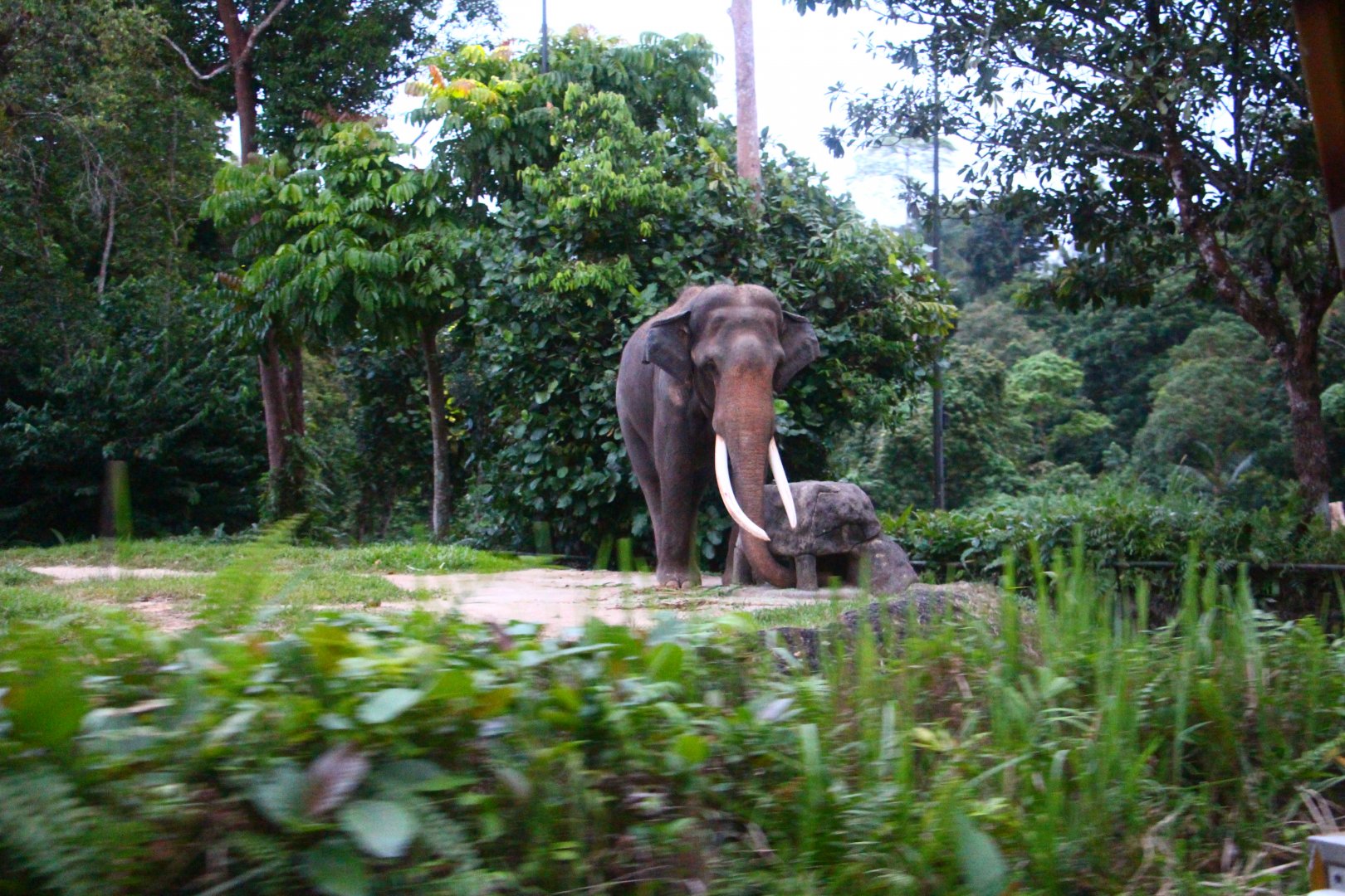 Tram Safari - Asian Elephant