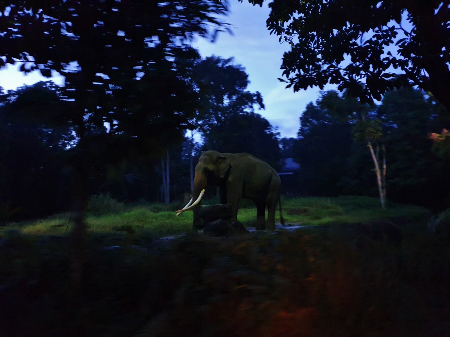 Tram Safari - Asian Elephant