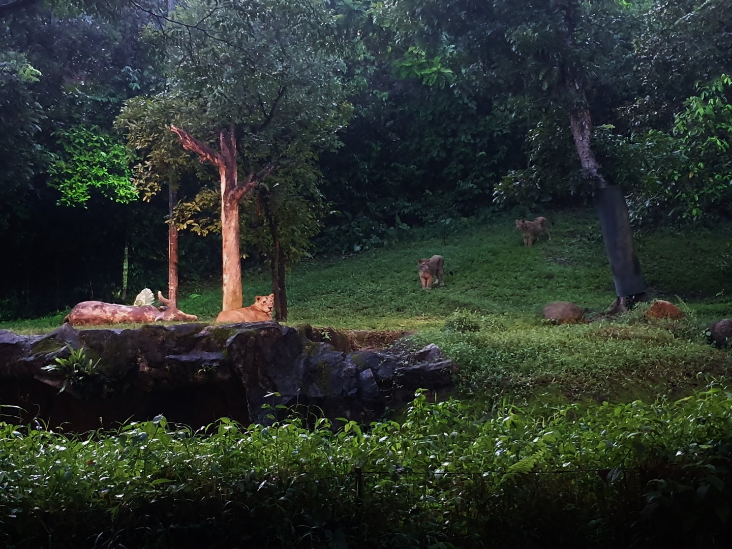 Tram Safari - Asiatic Lion