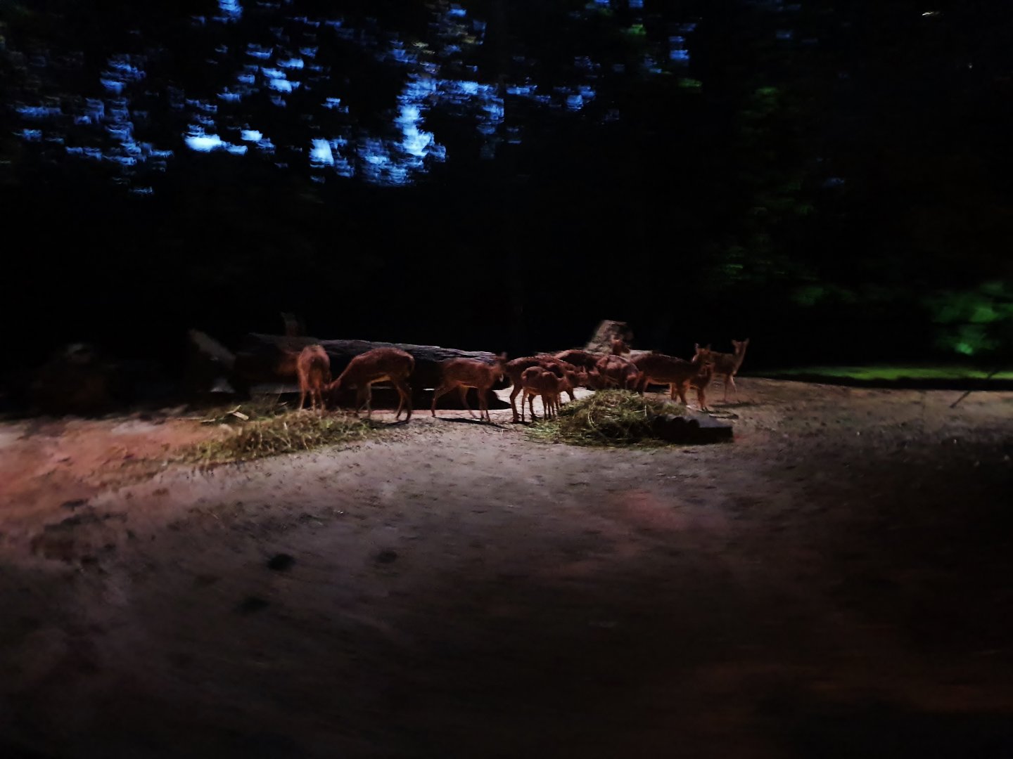 Tram Safari - Axis Deer (free-range area)