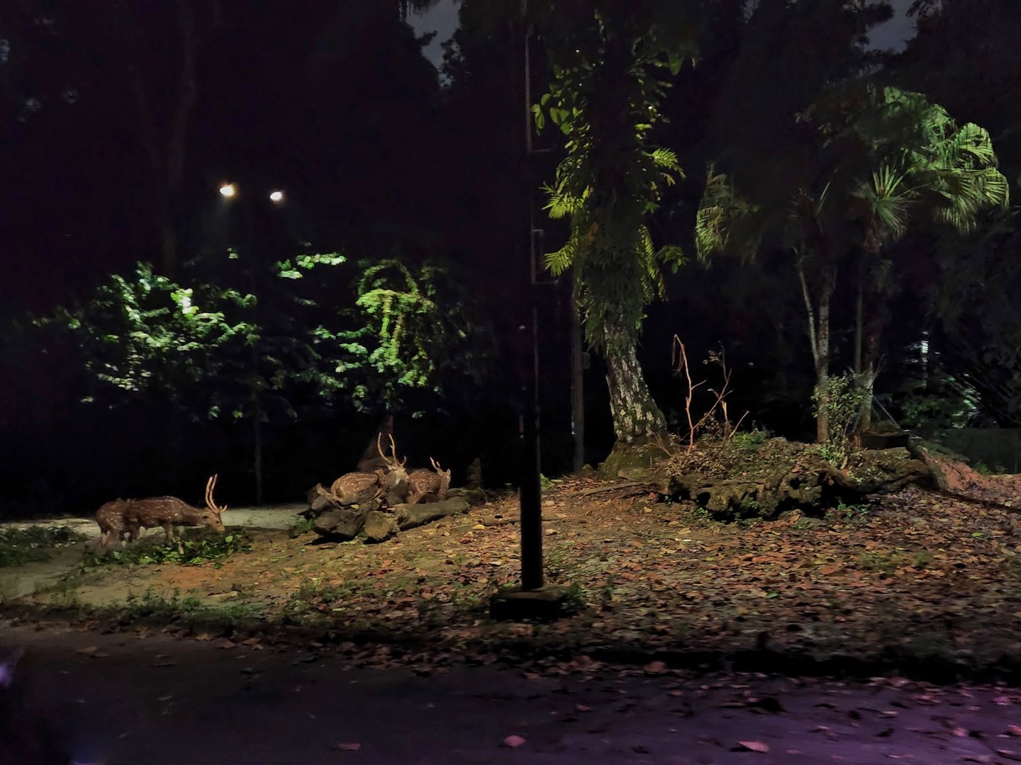 Tram Safari - Axis Deer