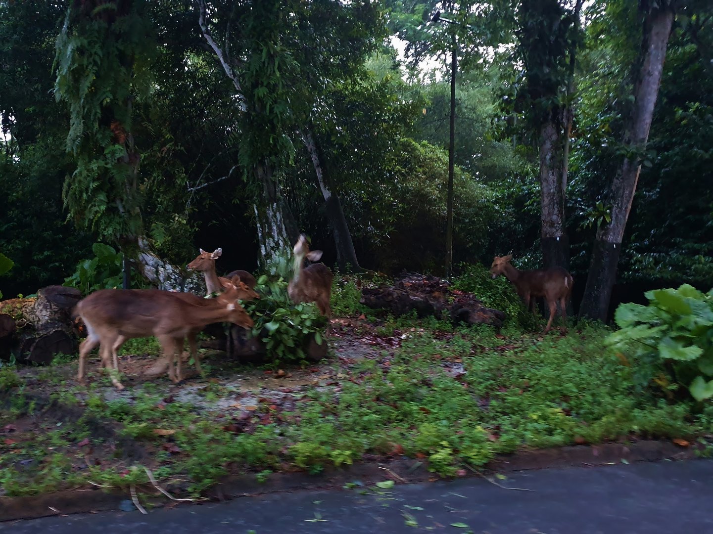 Tram Safari - Barasingha (free-range area)