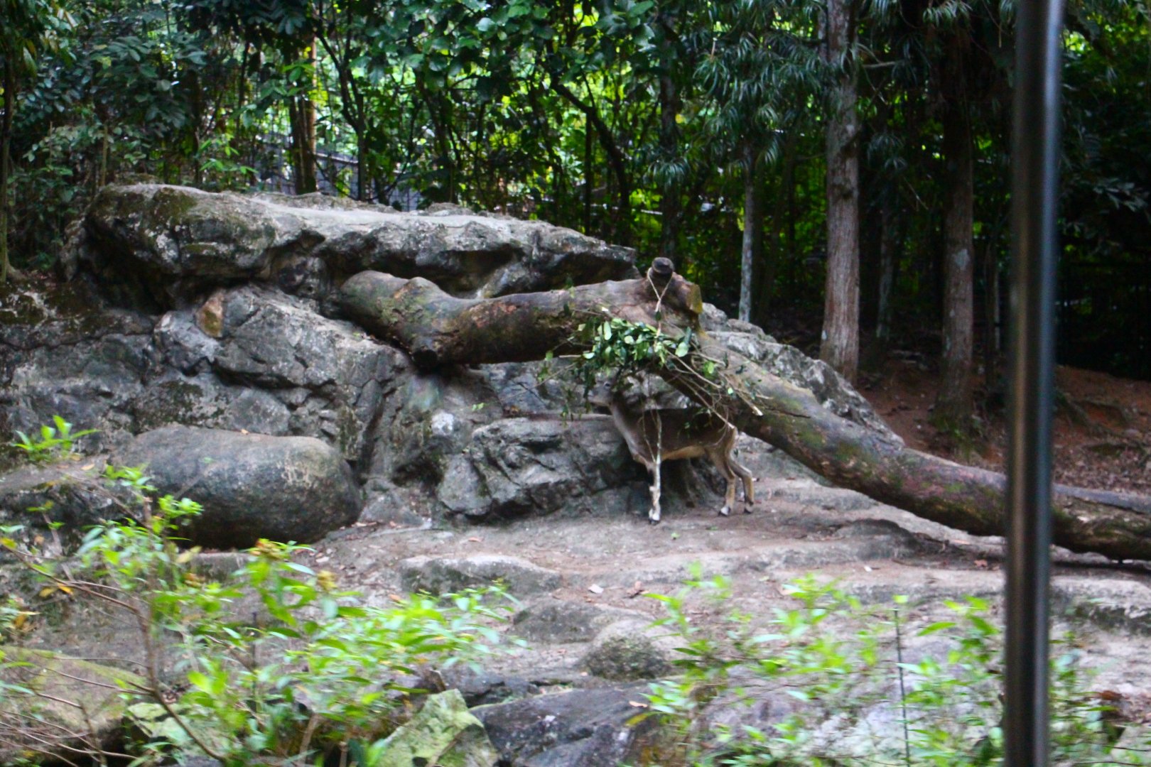 Tram Safari - Bharal