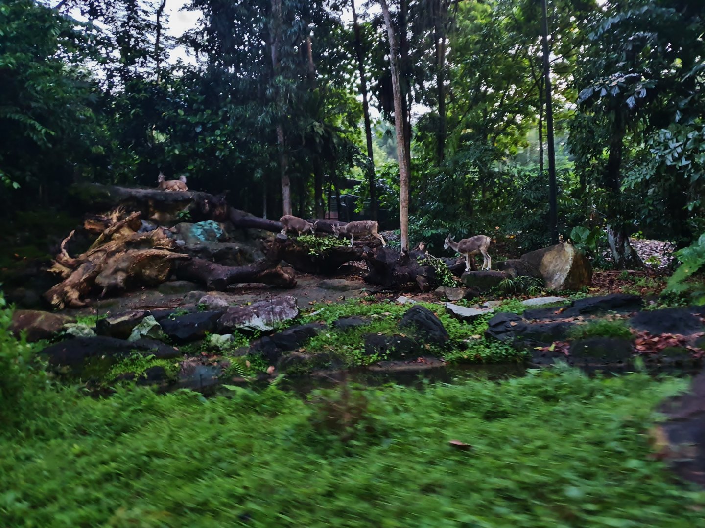 Tram Safari - Bharal