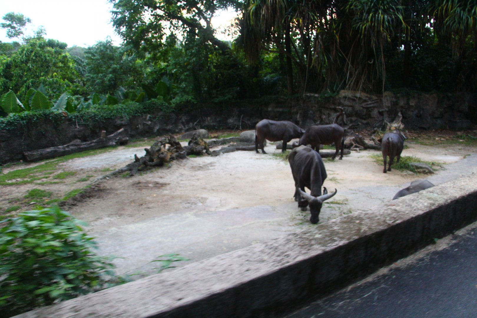 Tram Safari - Cape Buffalo