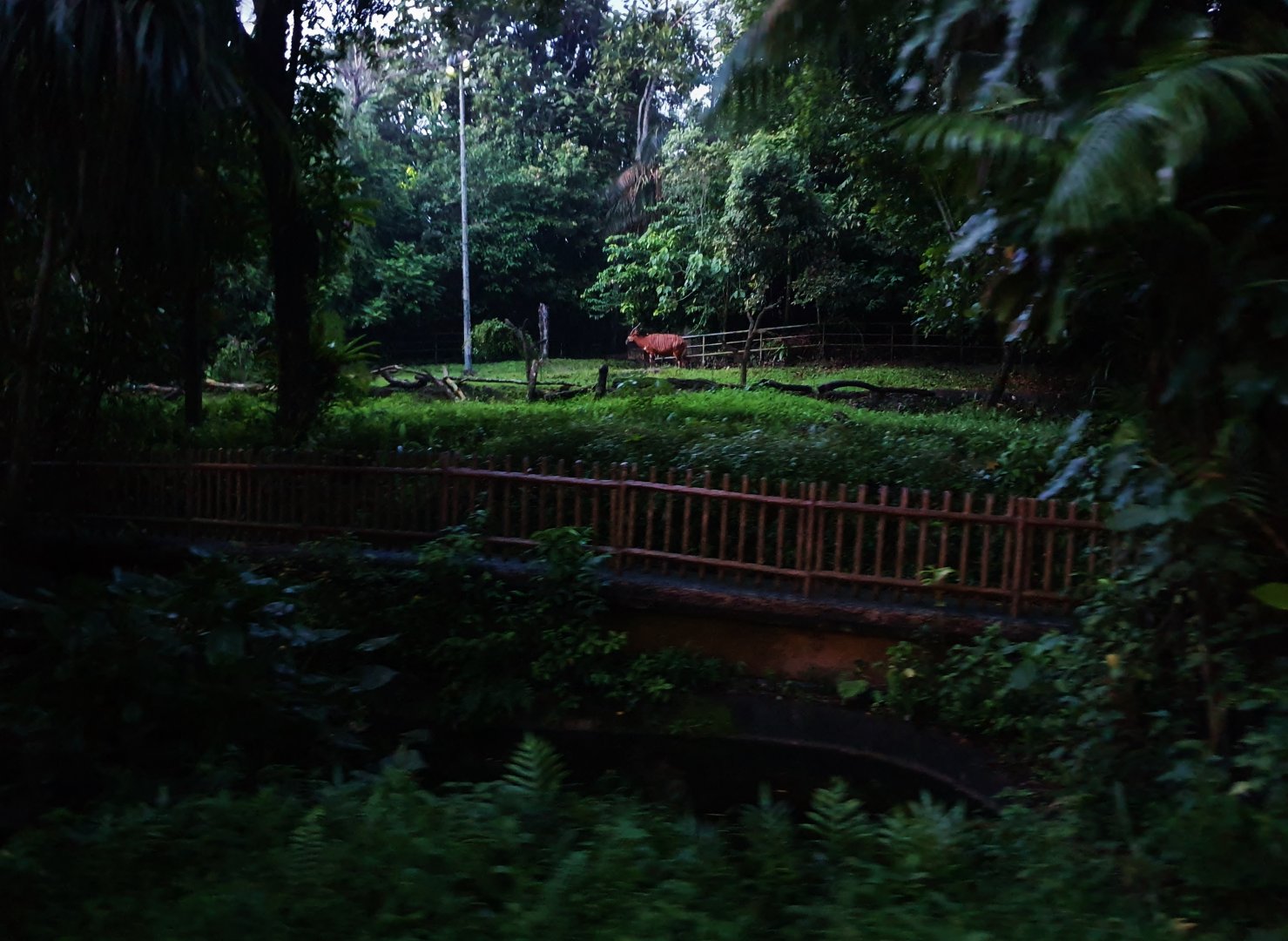 Tram Safari - Eastern Bongo