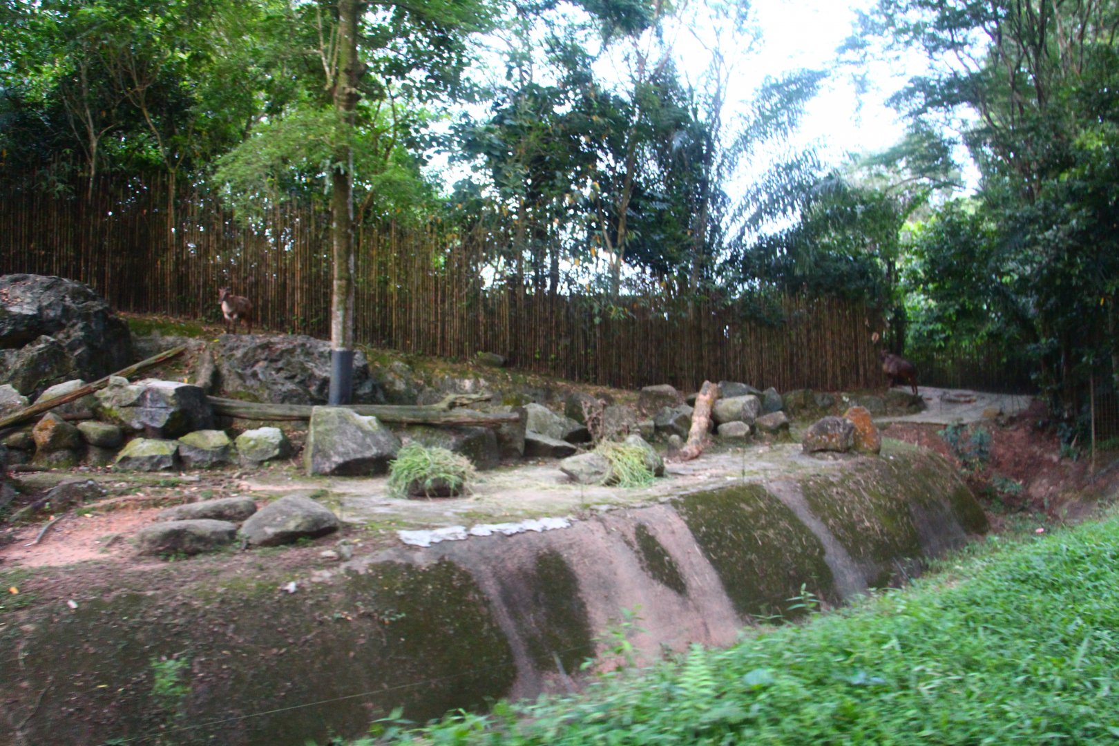 Tram Safari - Himalayan Tahr