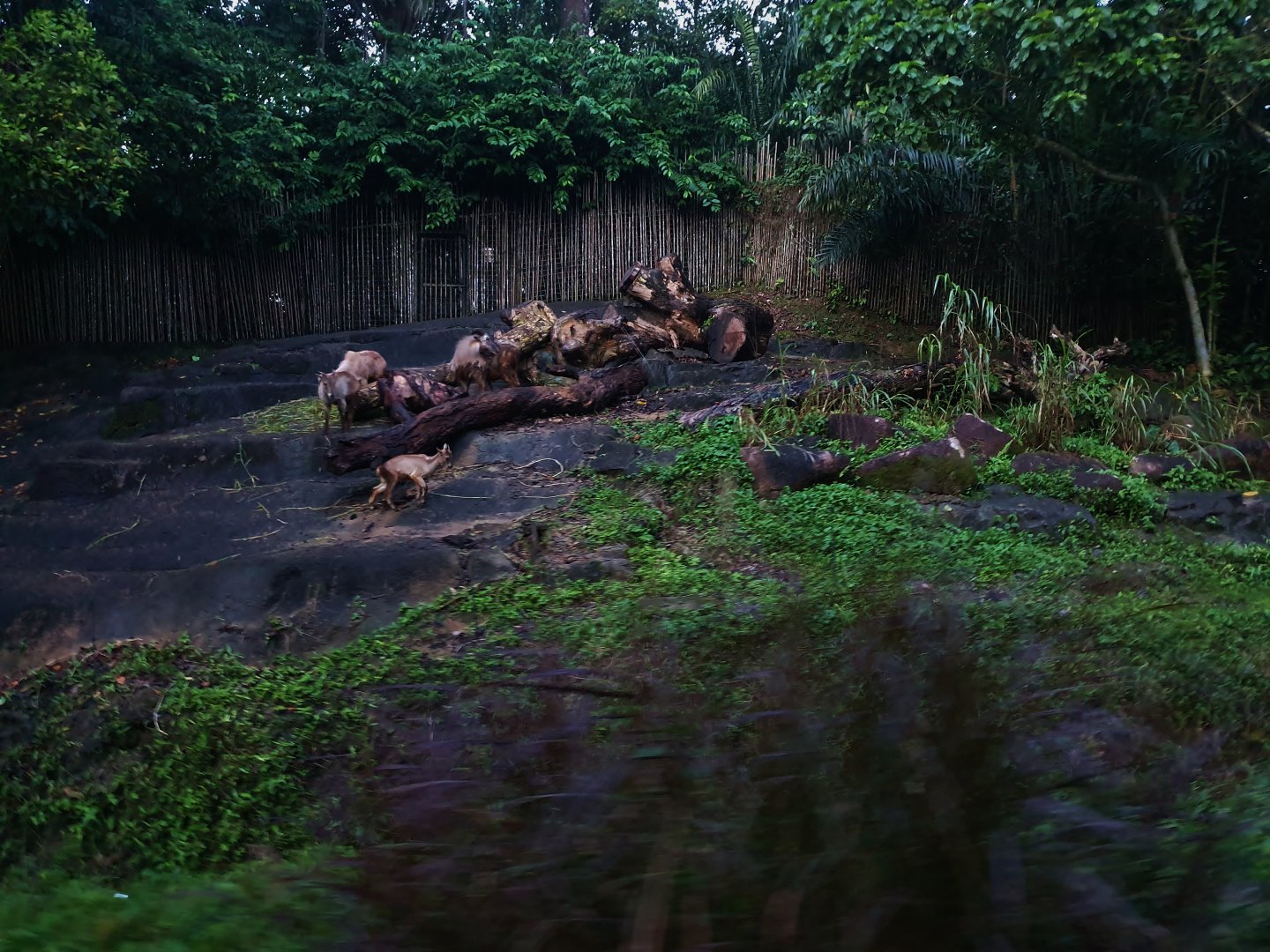 Tram Safari - Himalayan Tahr