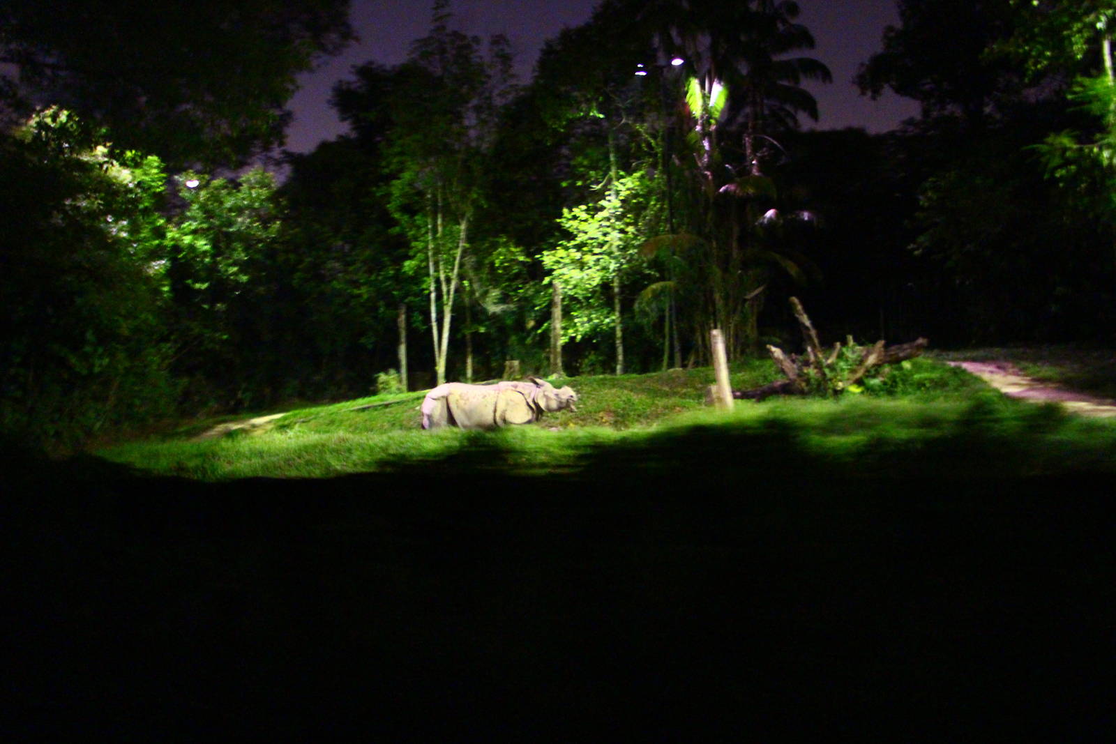 Tram Safari - Indian Rhino