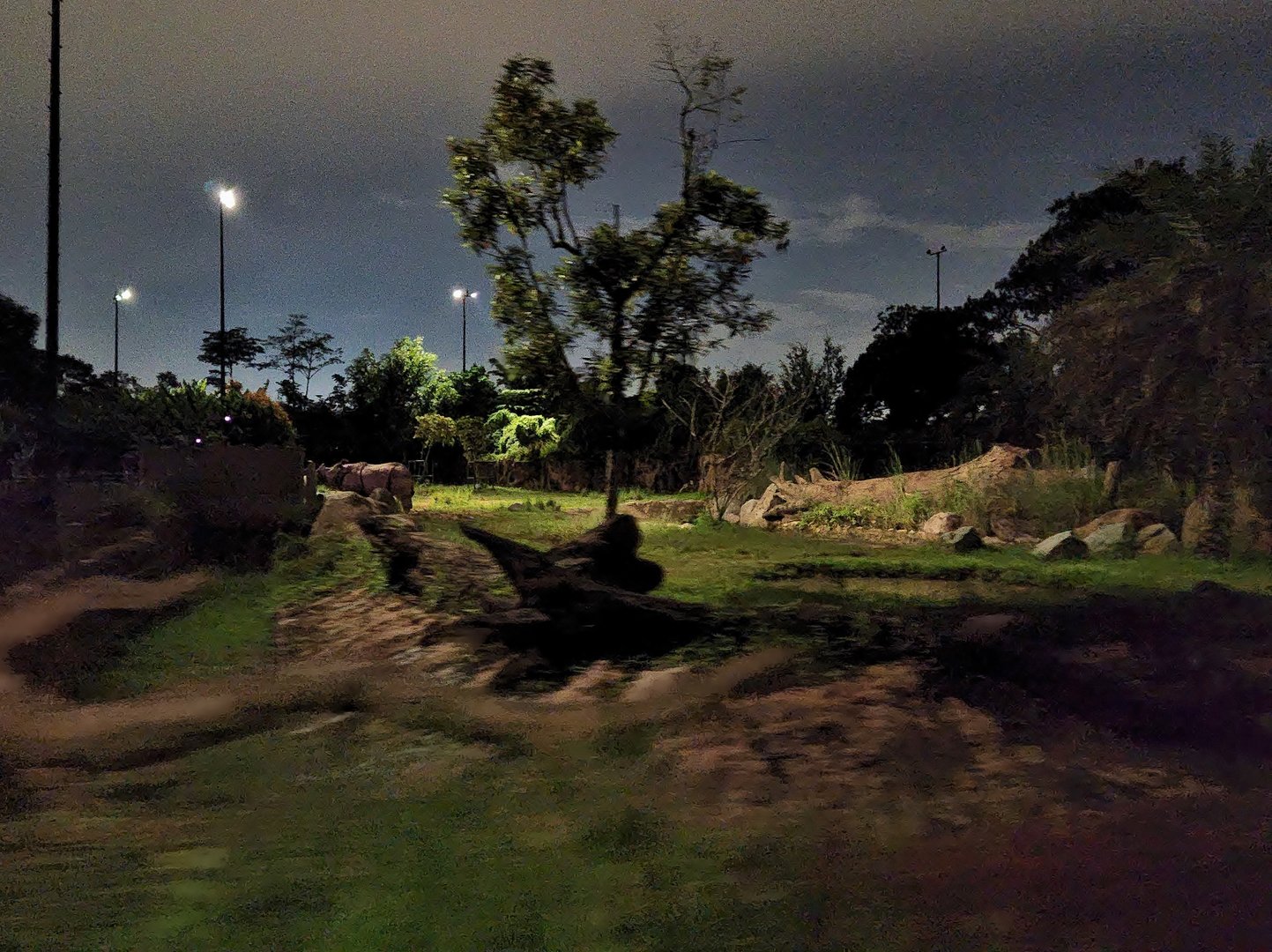 Tram Safari - Indian Rhinoceros