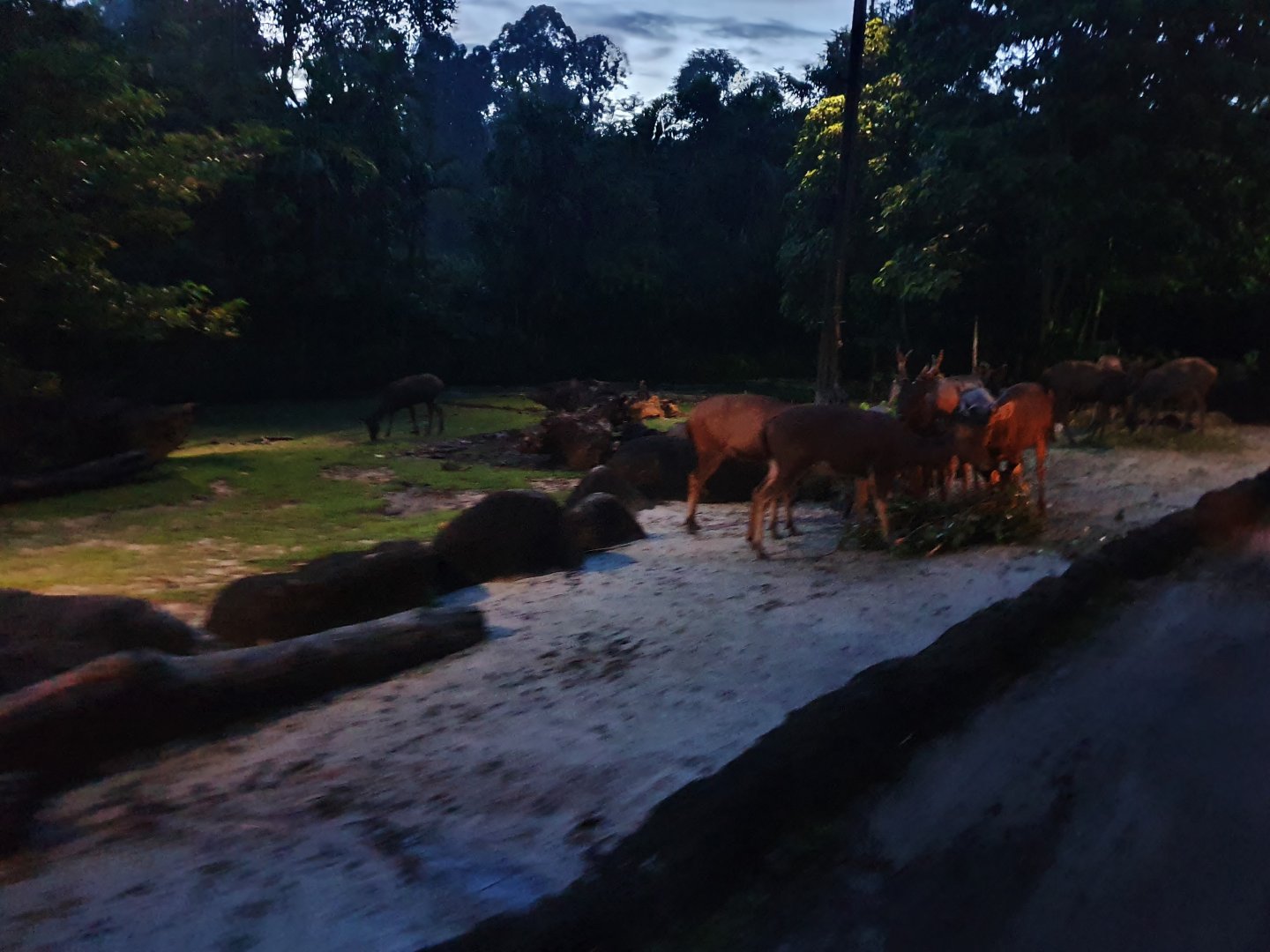 Tram Safari - Malayan Sambar (free-range area)