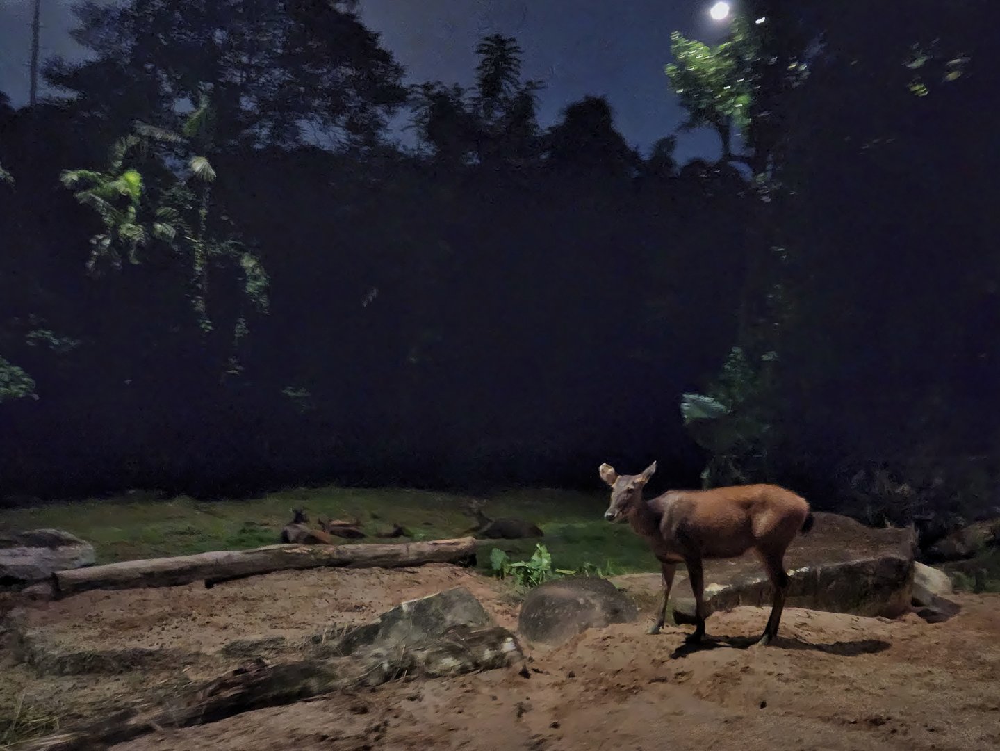 Tram Safari - Malayan Sambar