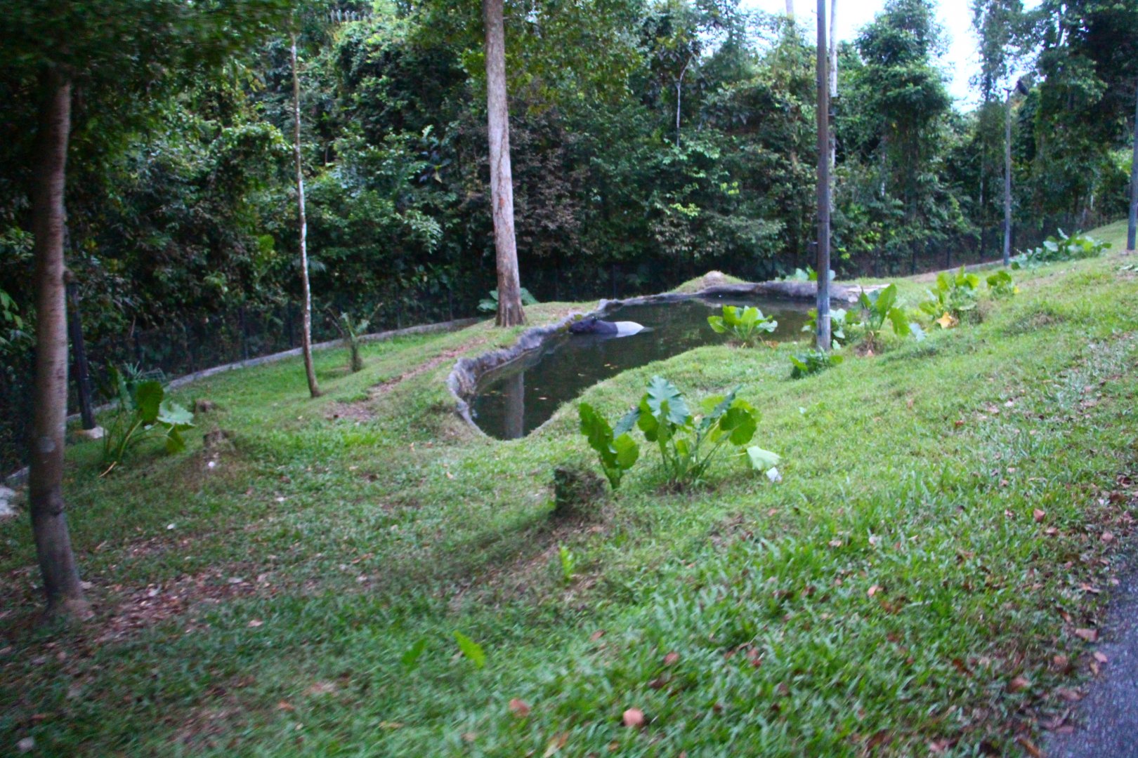 Tram Safari - Malayan Tapir