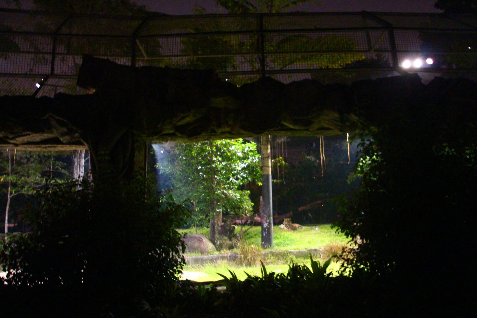 Tram Safari - Malayan Tiger