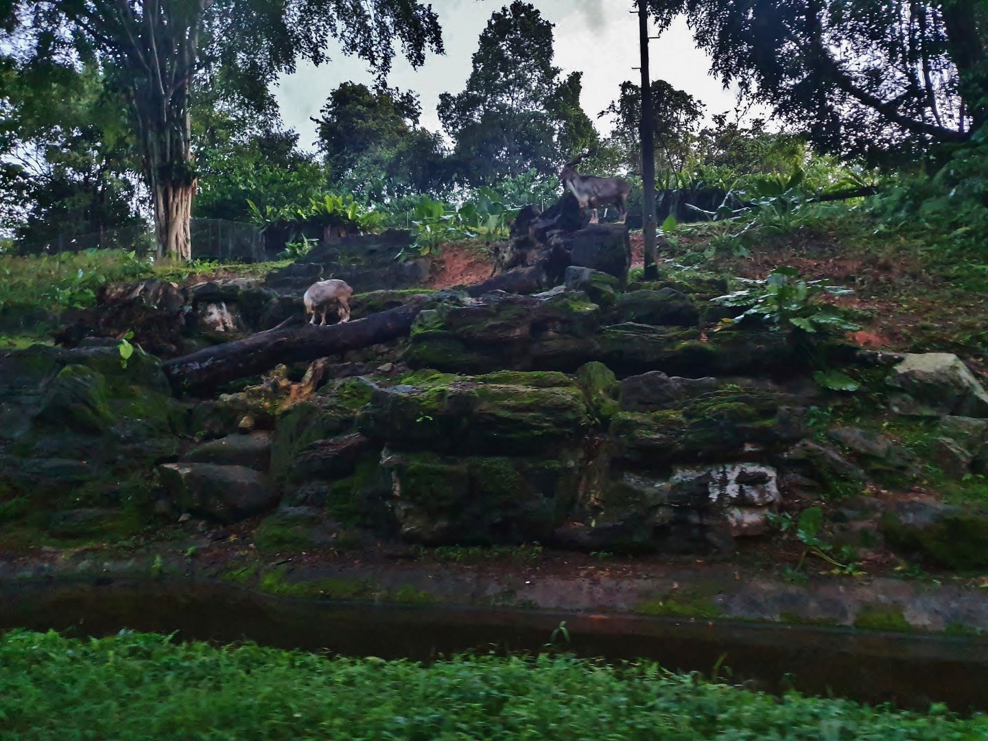 Tram Safari - Markhor