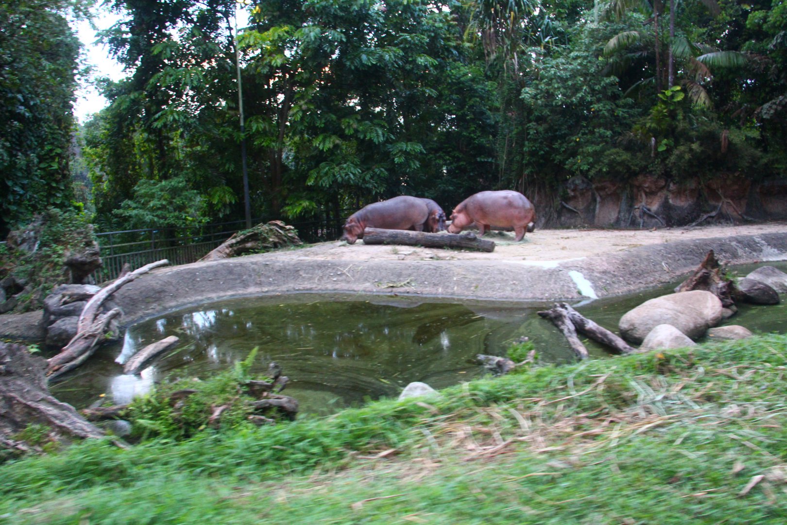 Tram Safari - Nile Hippo