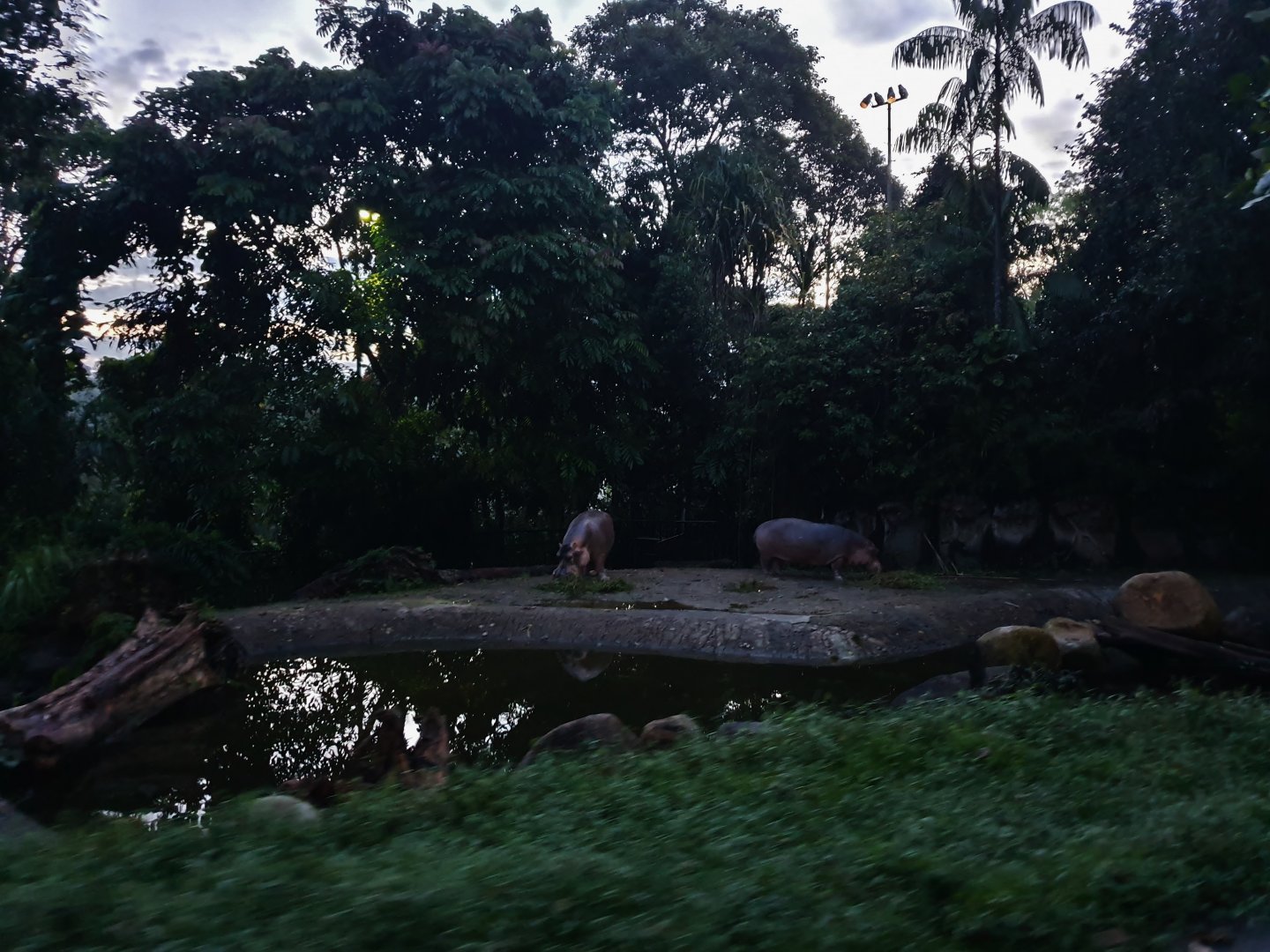 Tram Safari - Nile Hippo