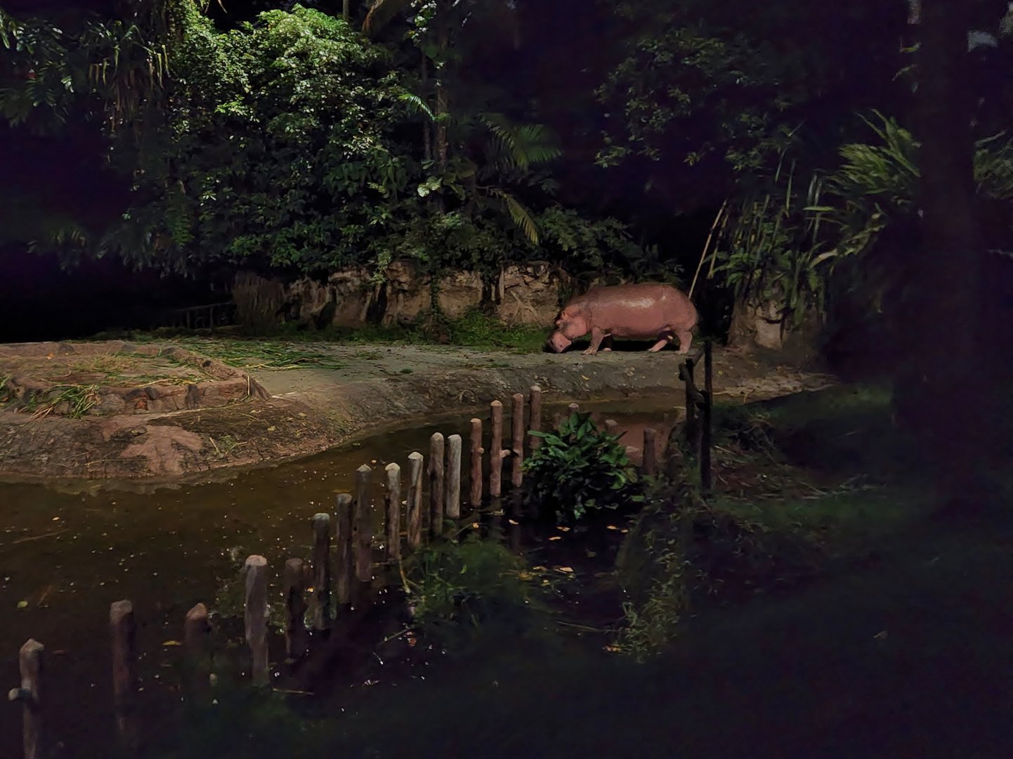 Tram Safari - Nile Hippo