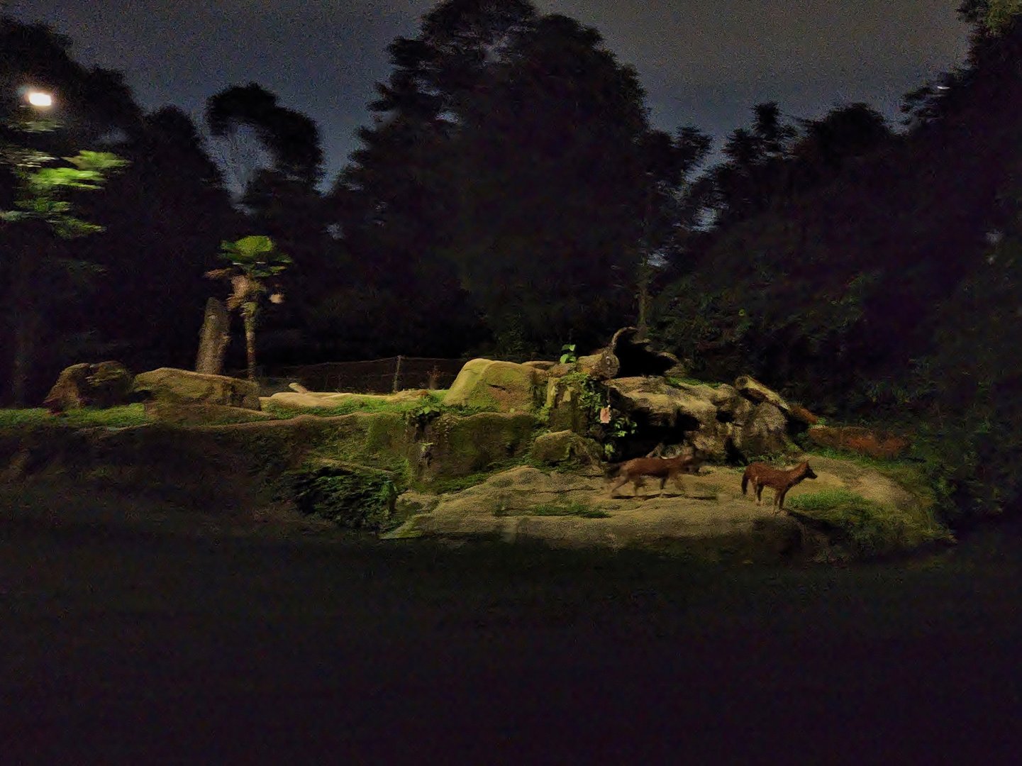 Tram Safari - Red Dhole (exhibit 1)