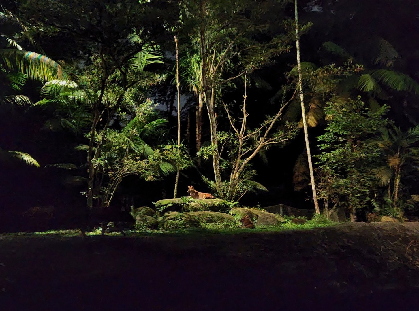 Tram Safari - Red Dhole (exhibit 2)