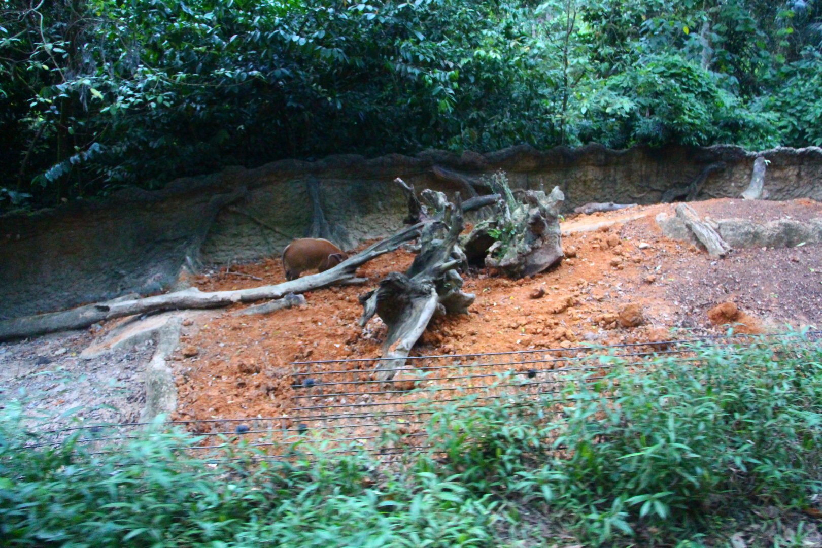 Tram Safari - Red River Hog